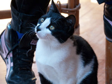 dog friendly Kihei restaurants, dogs allowed maui restaurants